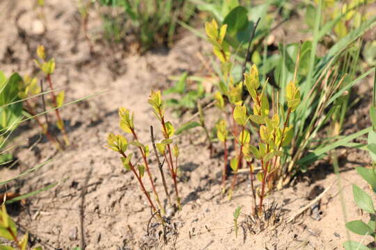 Image of Eugenia capensis subsp. albanensis (Sond.) F. White