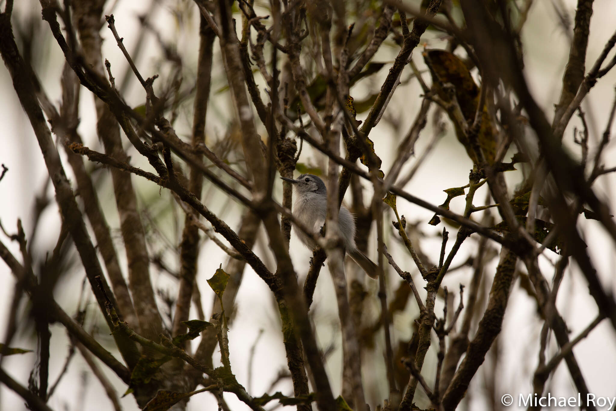 Image of White-browed Gnatcatcher