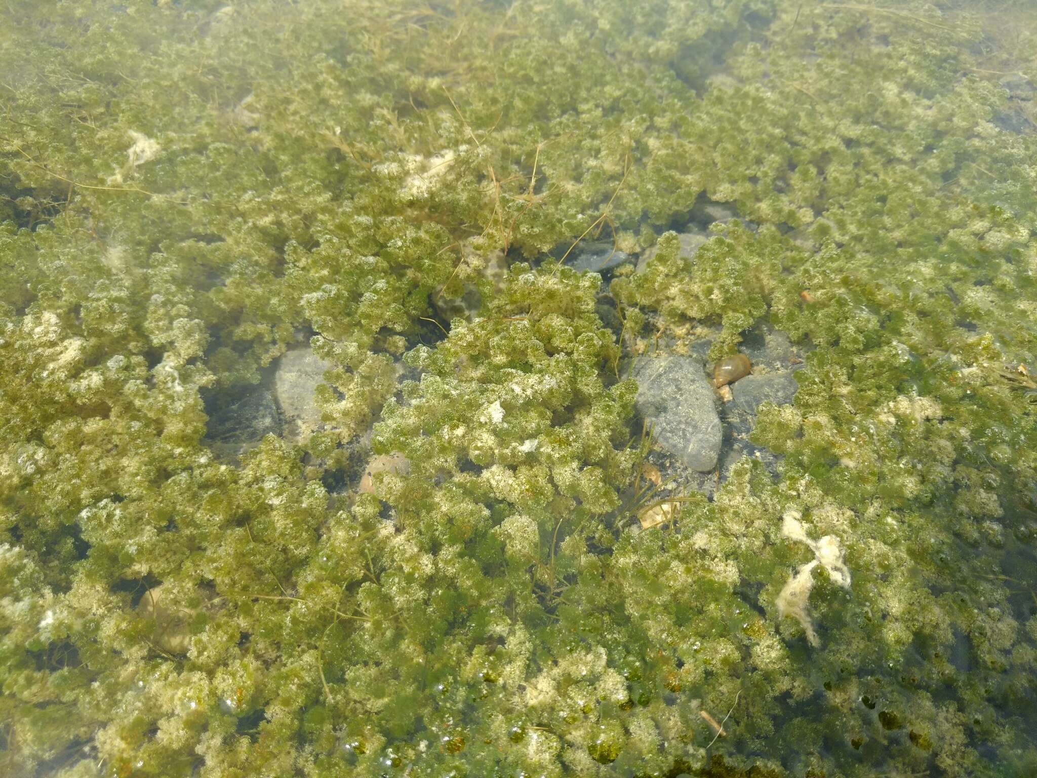 Image of Many-branched Stonewort