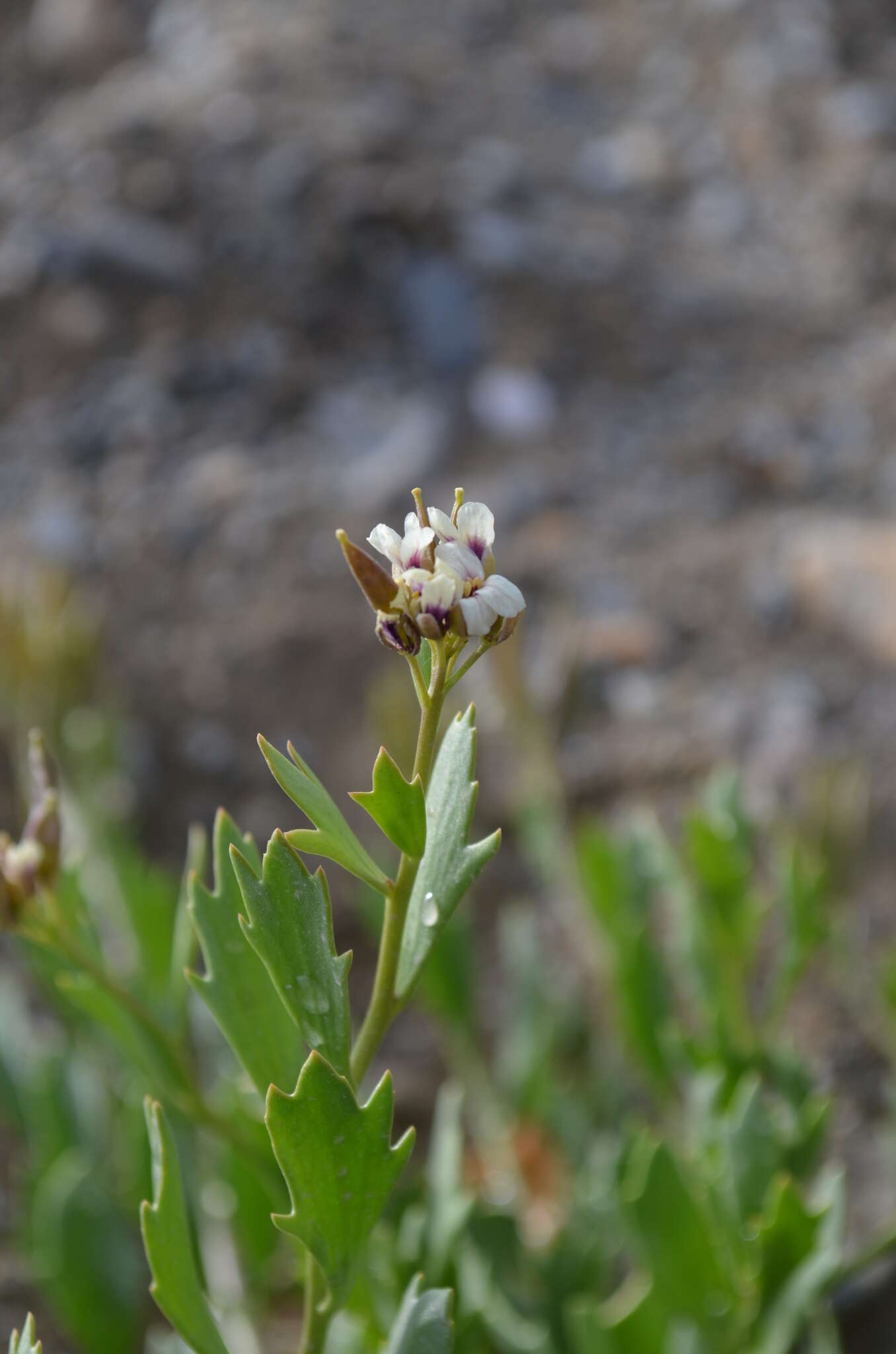 Слика од Christolea crassifolia Cambess.