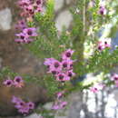 Image of Erica adnata L. Bolus