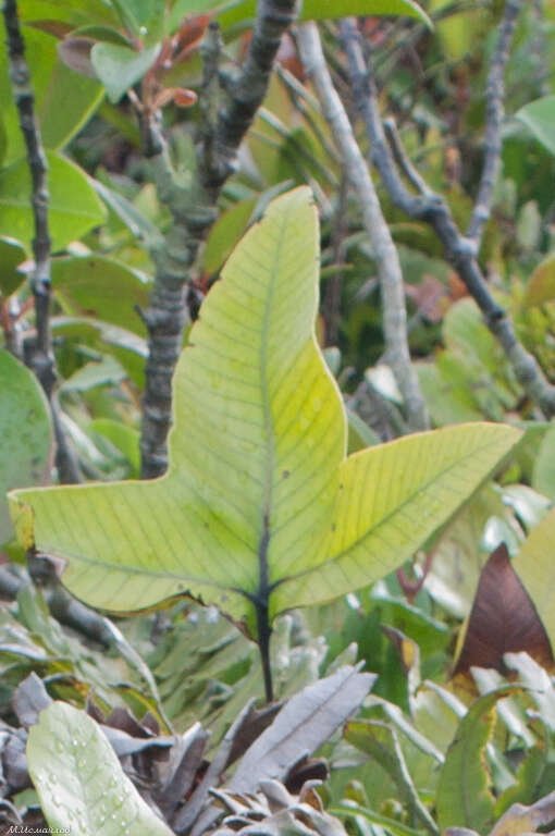 Image of Selliguea triloba (Houtt.) M. G. Price