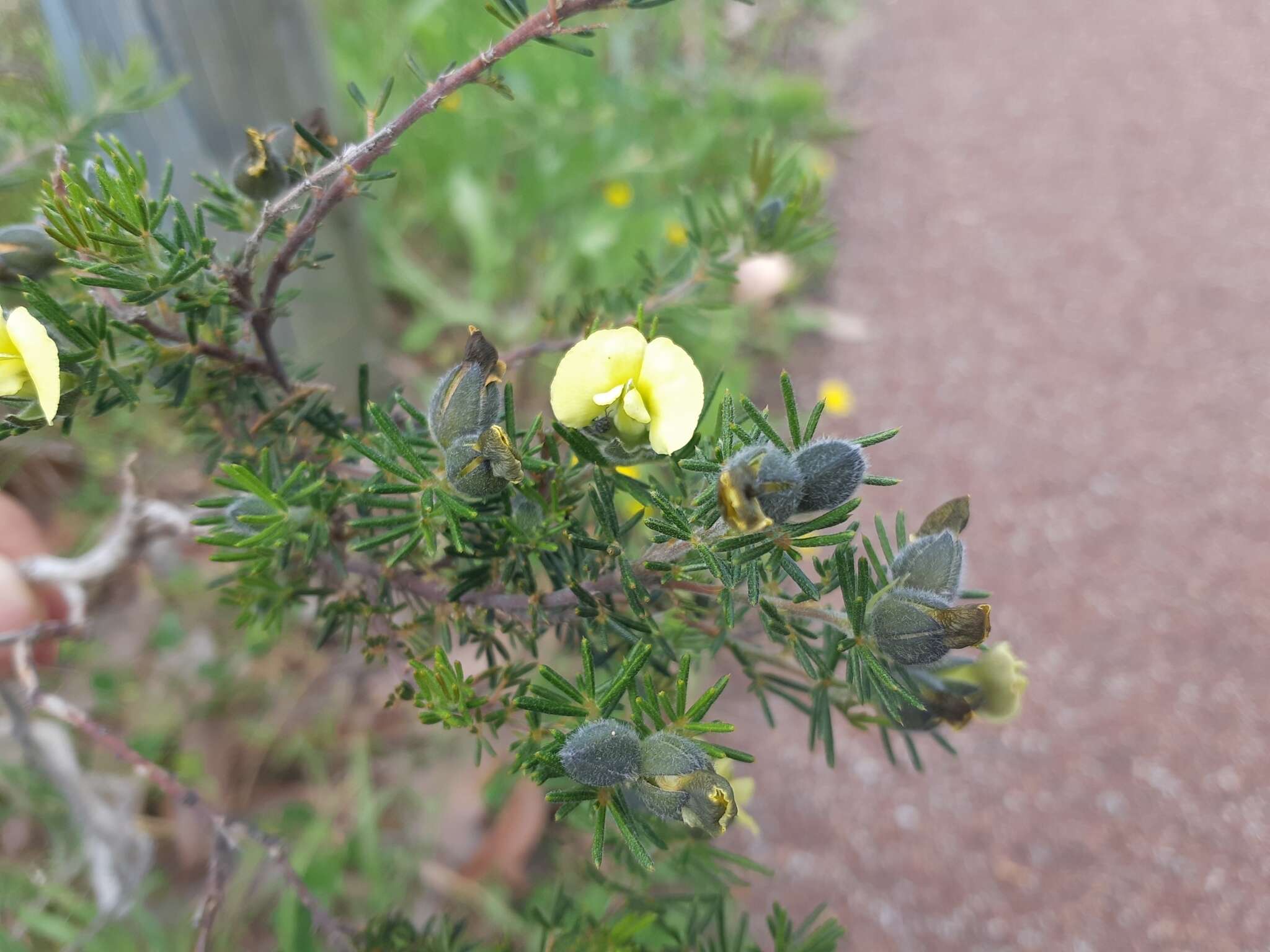 Слика од Gompholobium tomentosum Labill.