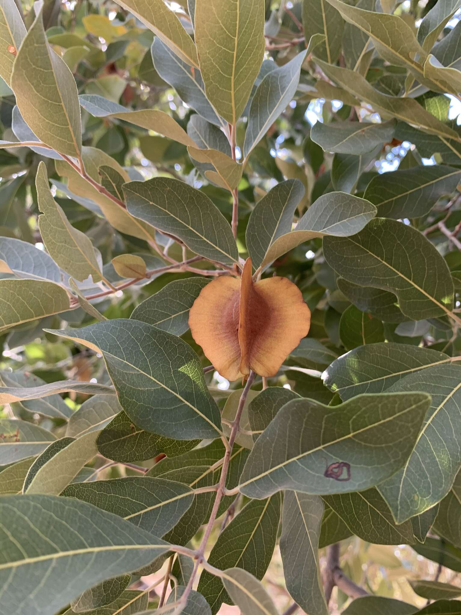 Combretum collinum subsp. taborense (Engl.) Okafor的圖片