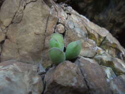 Imagem de Adromischus cristatus var. schonlandii (Phill.) Tölken