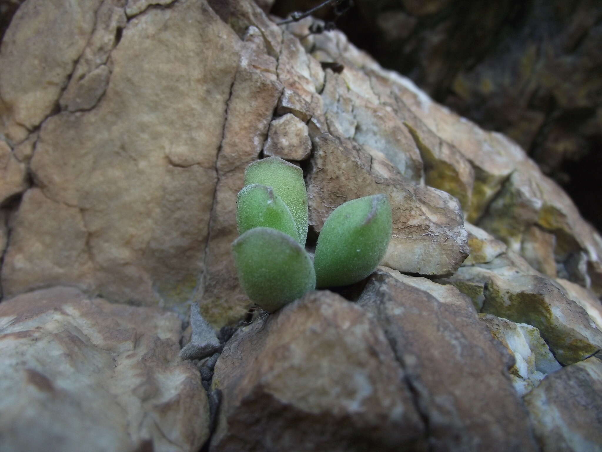 Imagem de Adromischus cristatus var. schonlandii (Phill.) Tölken