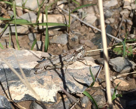 Image of Western Sagebrush Grasshopper