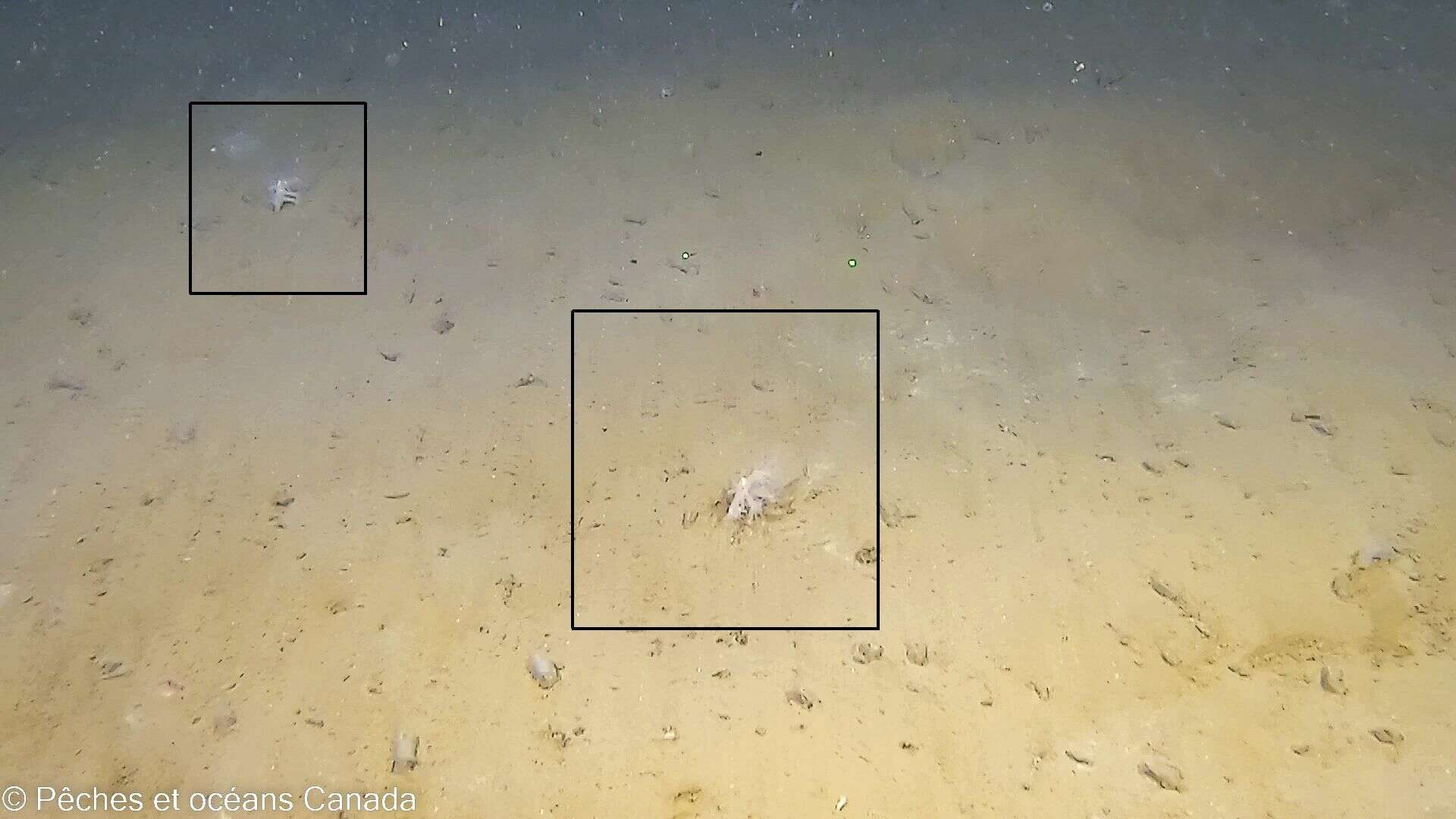 Image of wild Star sea pen