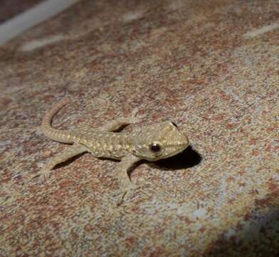 Image of Angulated dwarf gecko