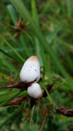 Image of Testicularia