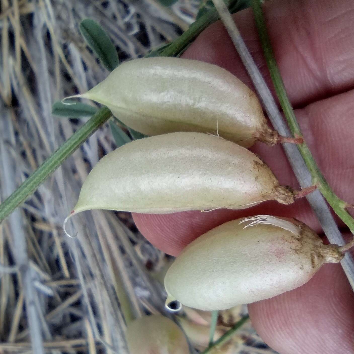 Imagem de Astragalus hallii var. fallax (S. Wats.) Barneby