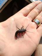 Image of American Salmonfly