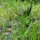 Image of Aristolochia rotunda subsp. rotunda