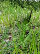Image of Aristolochia rotunda subsp. rotunda