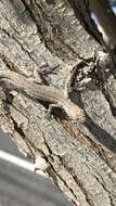 Image of Brush Lizard