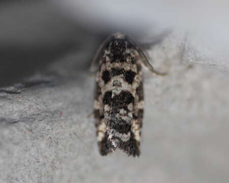 Image of Spring Spruce Needle Moth