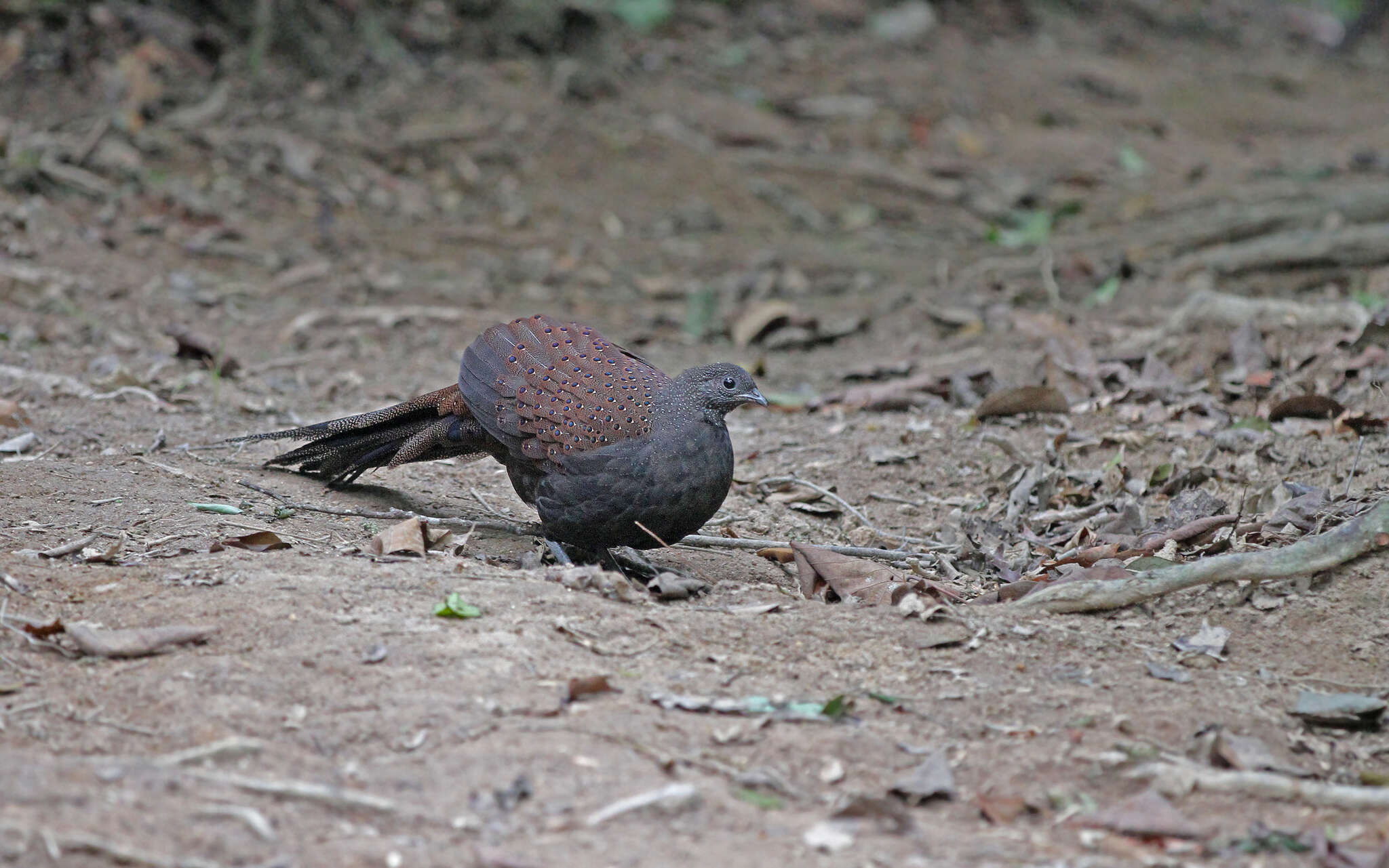 Image of Mountain Peacock-Pheasant