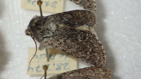 Image of sweet gale moth