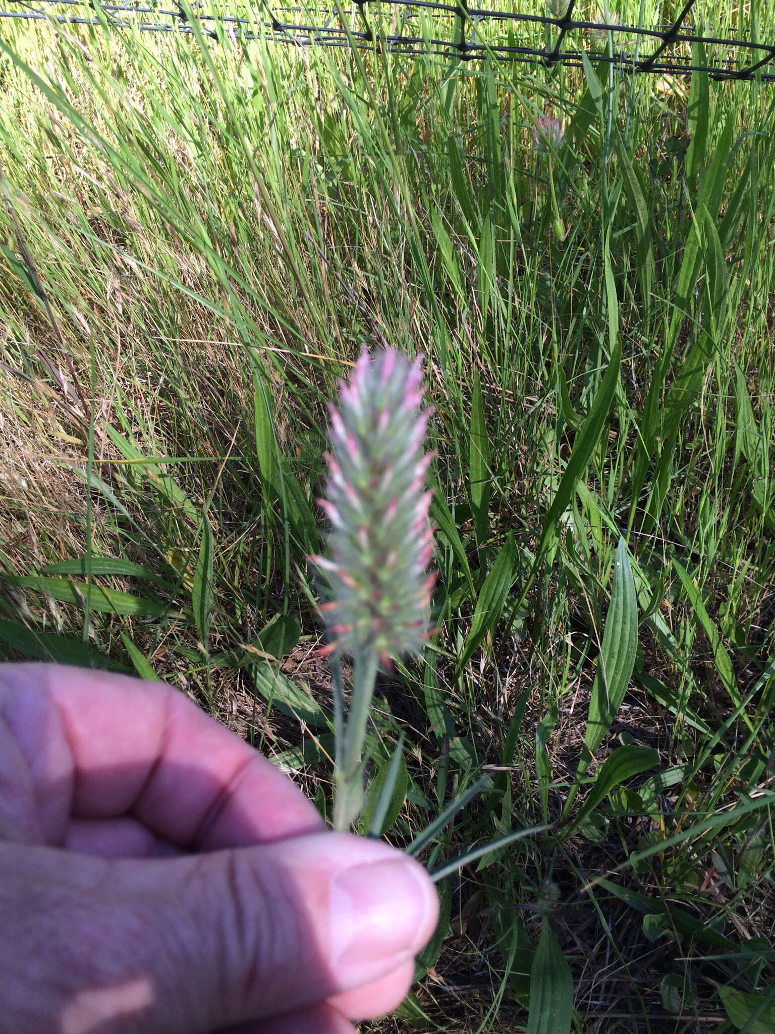 Image of Narrow Clover