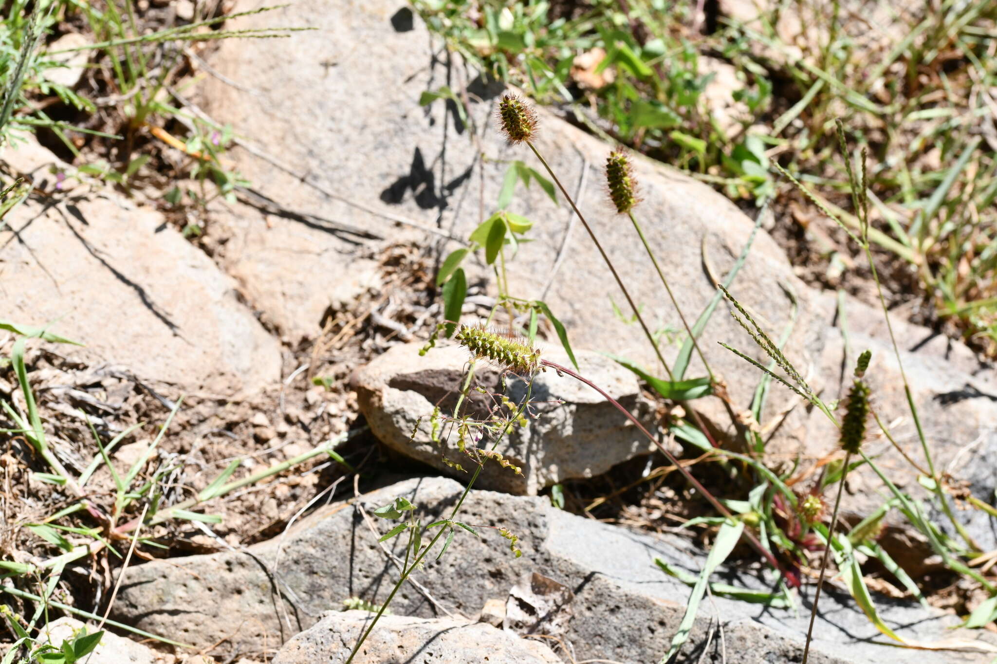 Image of bristly foxtail