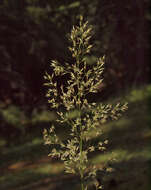 صورة Agrostis pallens Trin.