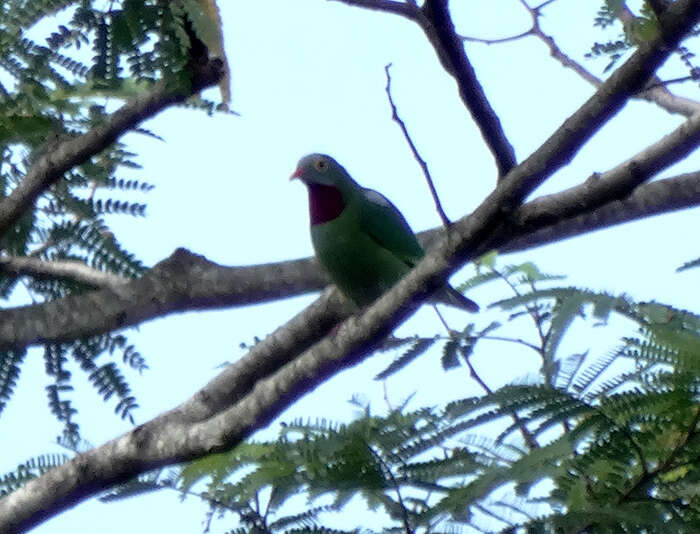 Image of Claret-breasted Fruit Dove