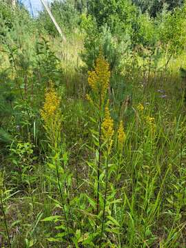 صورة <i>Solidago</i> × <i>niederederi</i>