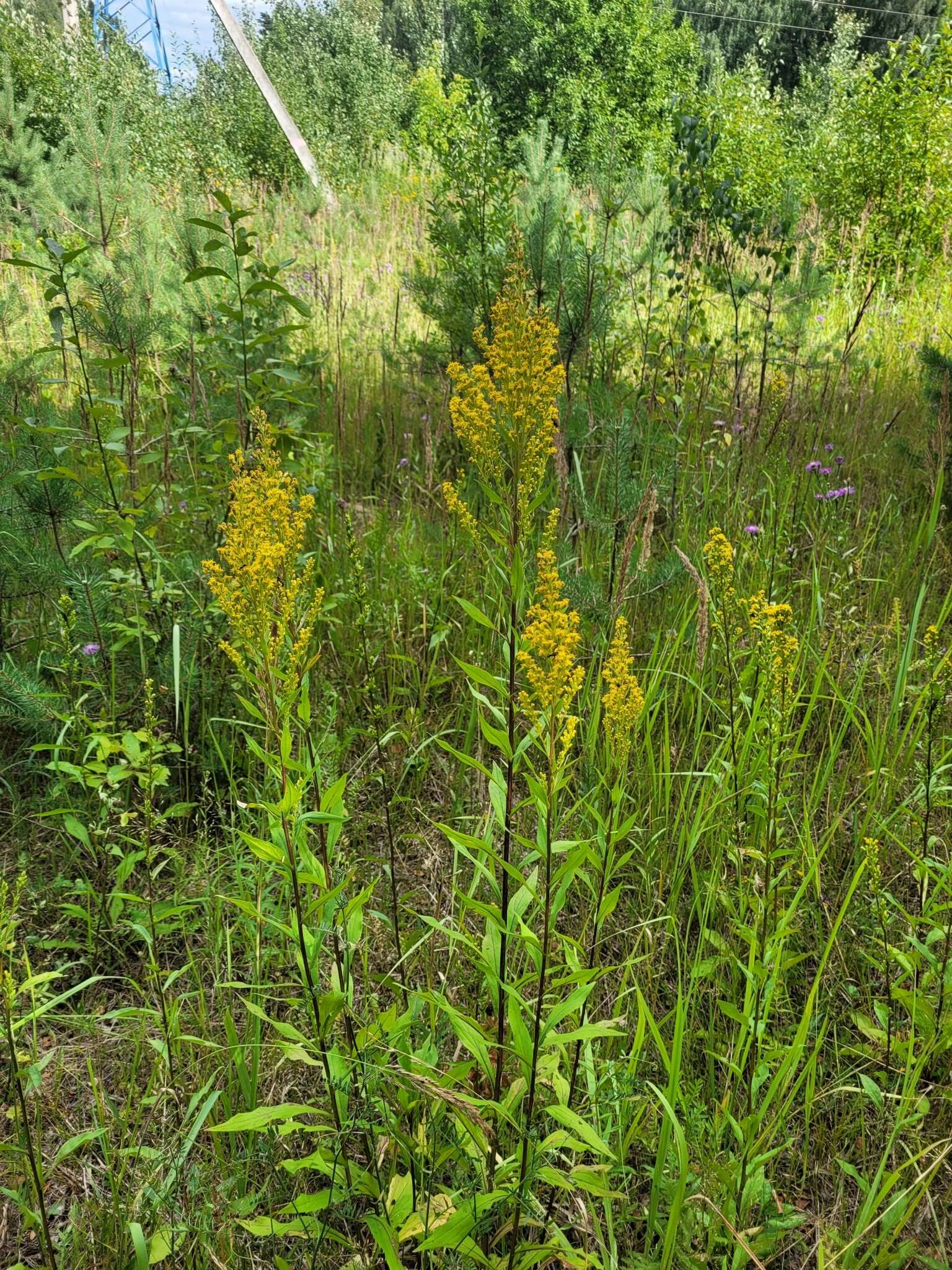 صورة <i>Solidago</i> × <i>niederederi</i>