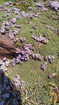 Image of Junellia micrantha (Phil.) Moldenke