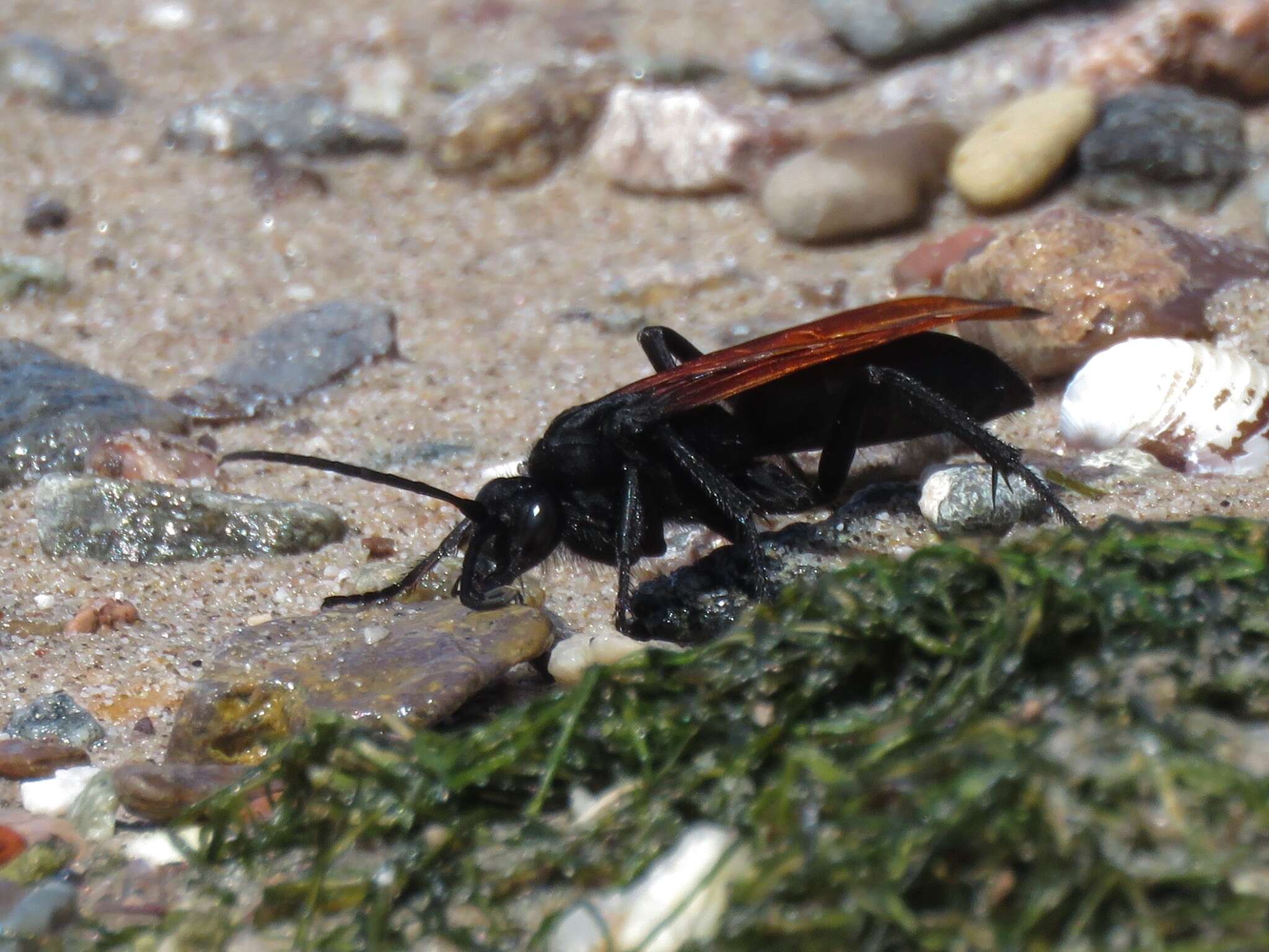 Image of Tarantula Hawk