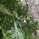 Streptocarpus micranthus C. B. Clarke resmi