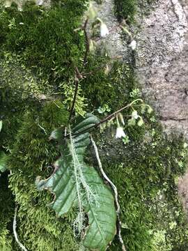 Streptocarpus micranthus C. B. Clarke resmi