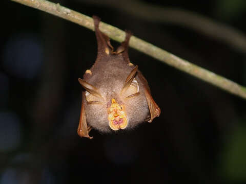 Image of Trefoil Horseshoe Bat