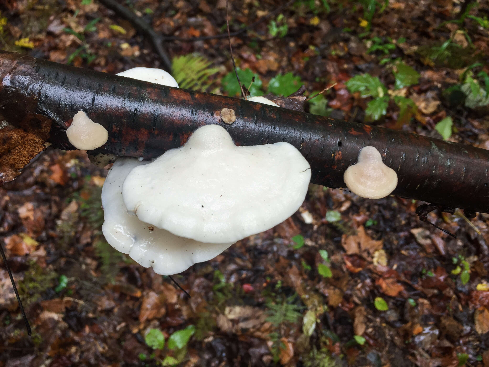 Image of White Cheese Polypore