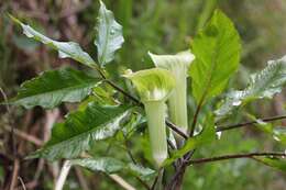 Arisaema yamatense subsp. sugimotoi (Nakai) H. Ohashi & J. Murata的圖片