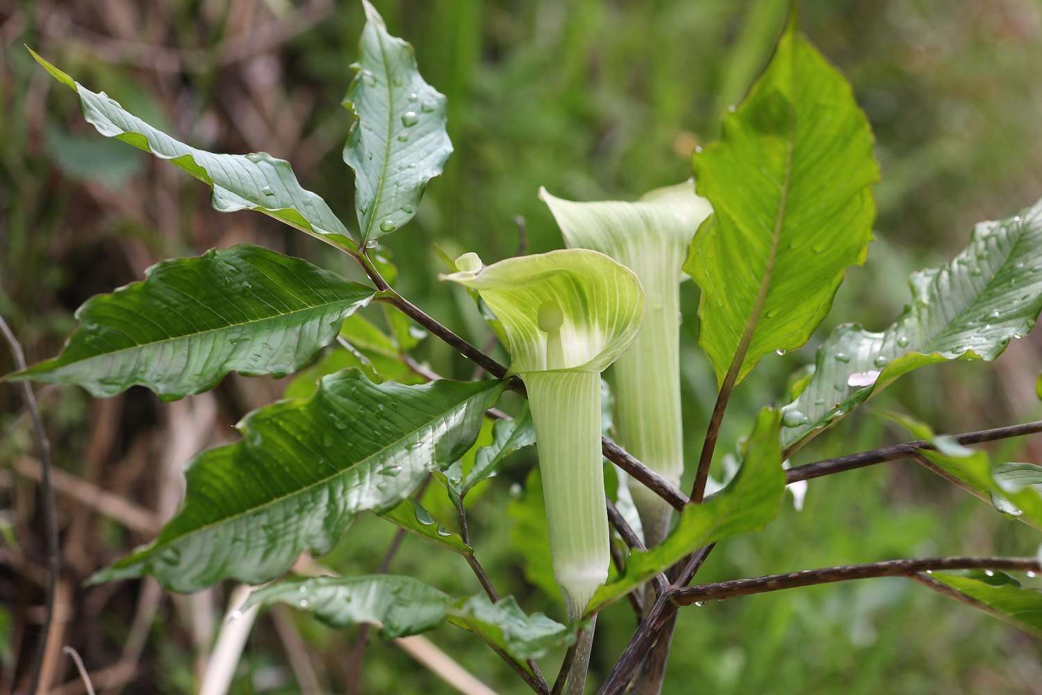 Image of Arisaema yamatense subsp. sugimotoi (Nakai) H. Ohashi & J. Murata