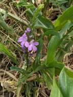 Image of purple witchweed