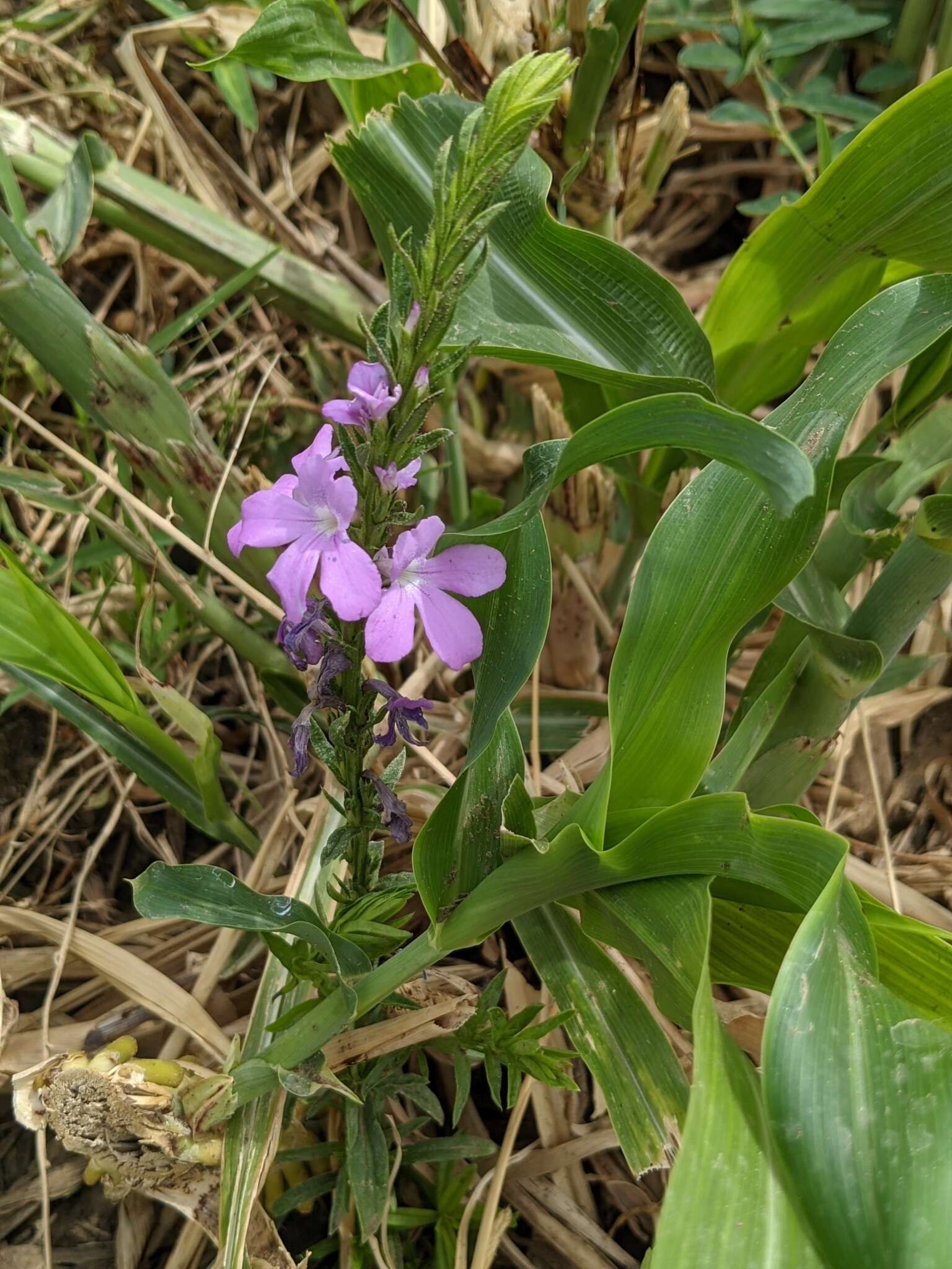 Image of purple witchweed