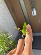 Image of Japanese broadwinged katydid