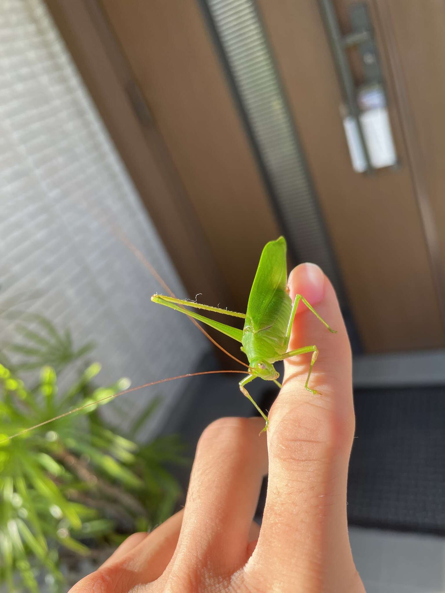 Image of Japanese broadwinged katydid