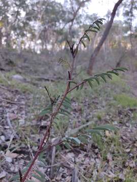 Image of Melichrus urceolatus R. Br.