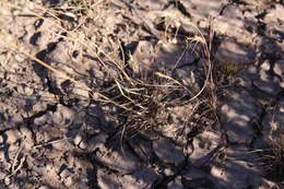 Image of Eragrostis obtusa Munro ex Ficalho & Hiern