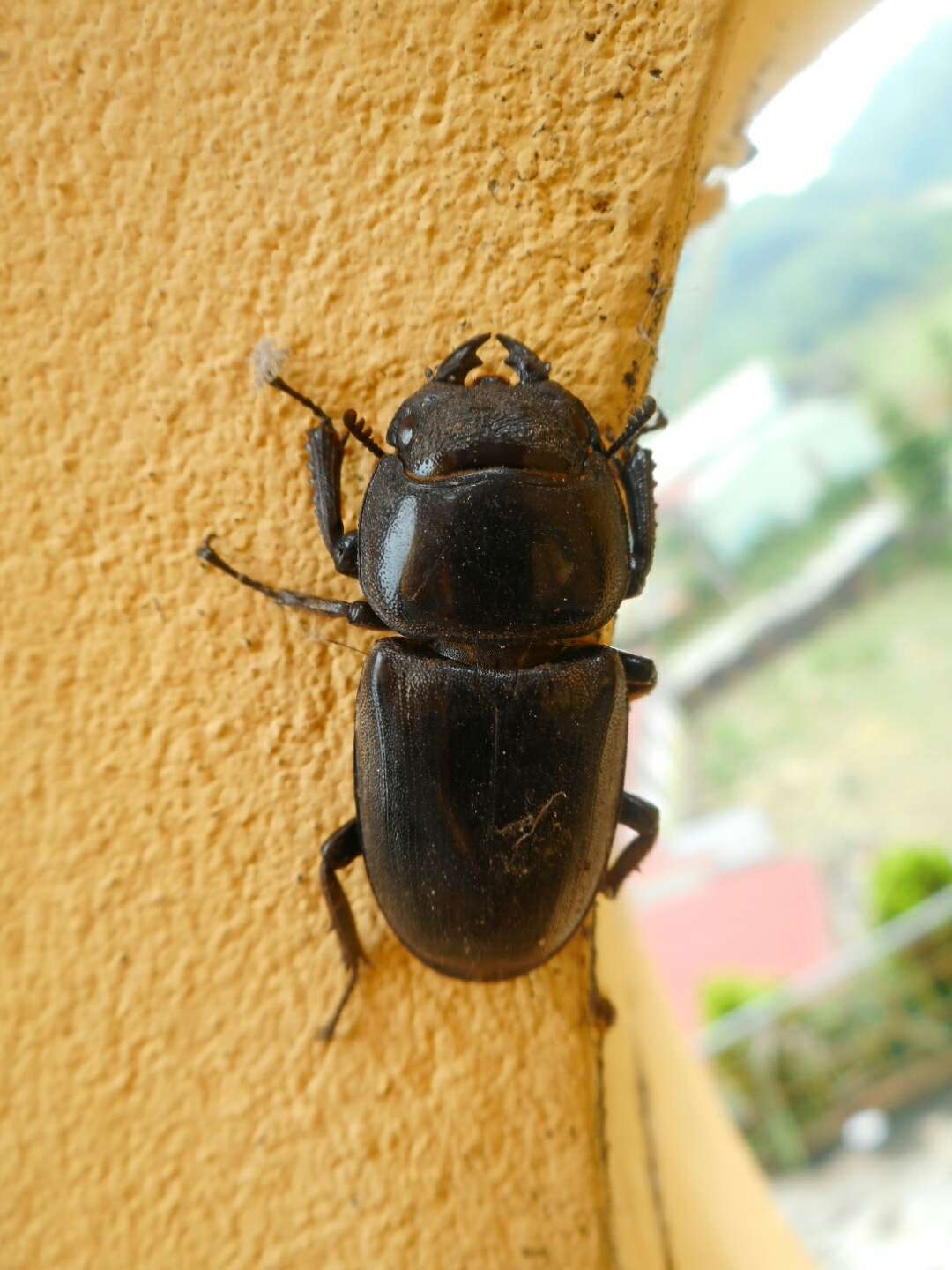 Sivun Serrognathus titanus fafner (Kriesche 1920) kuva