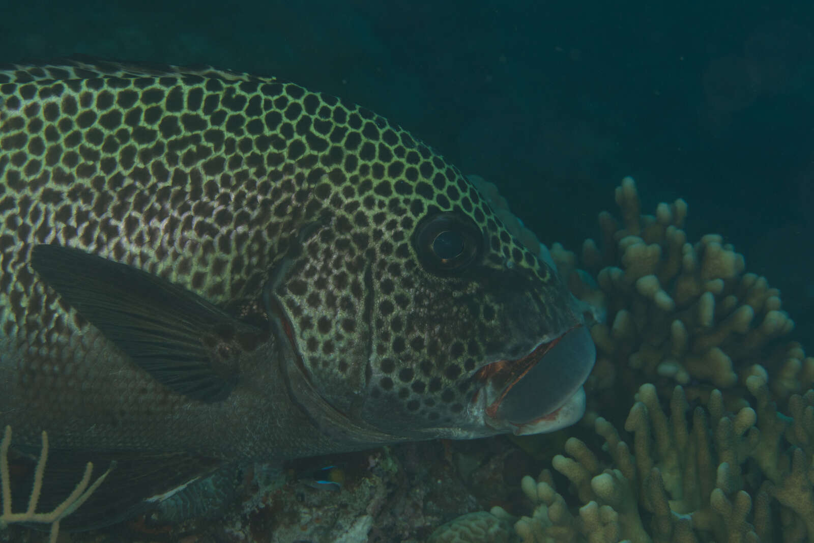 Image of Harlequin sweetlips