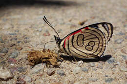 Image of Diaethria candrena Godart 1823