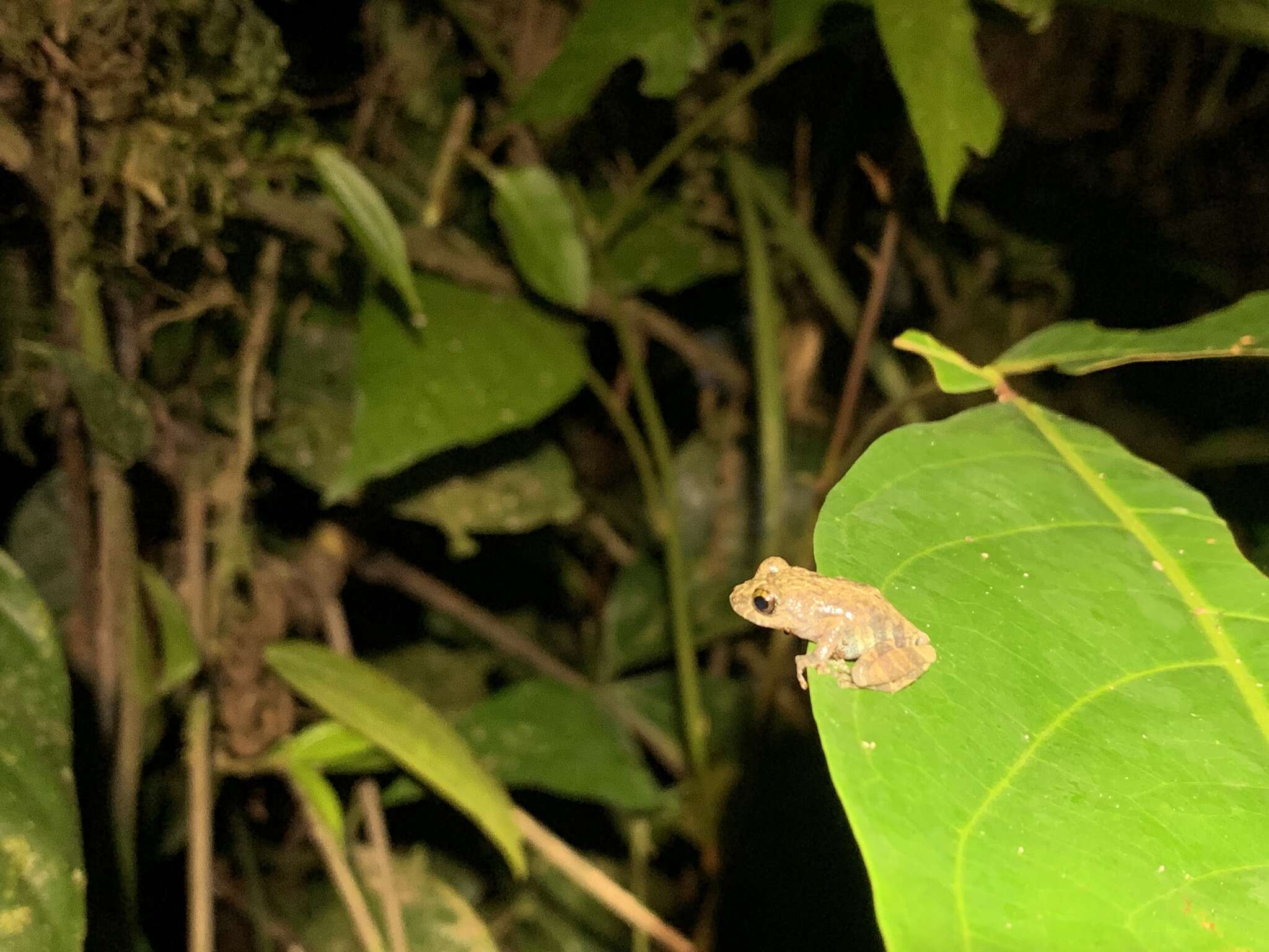 Image of Pristimantis ventrimarmoratus (Boulenger 1912)