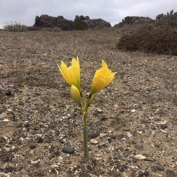 Image of Zephyranthes bagnoldii