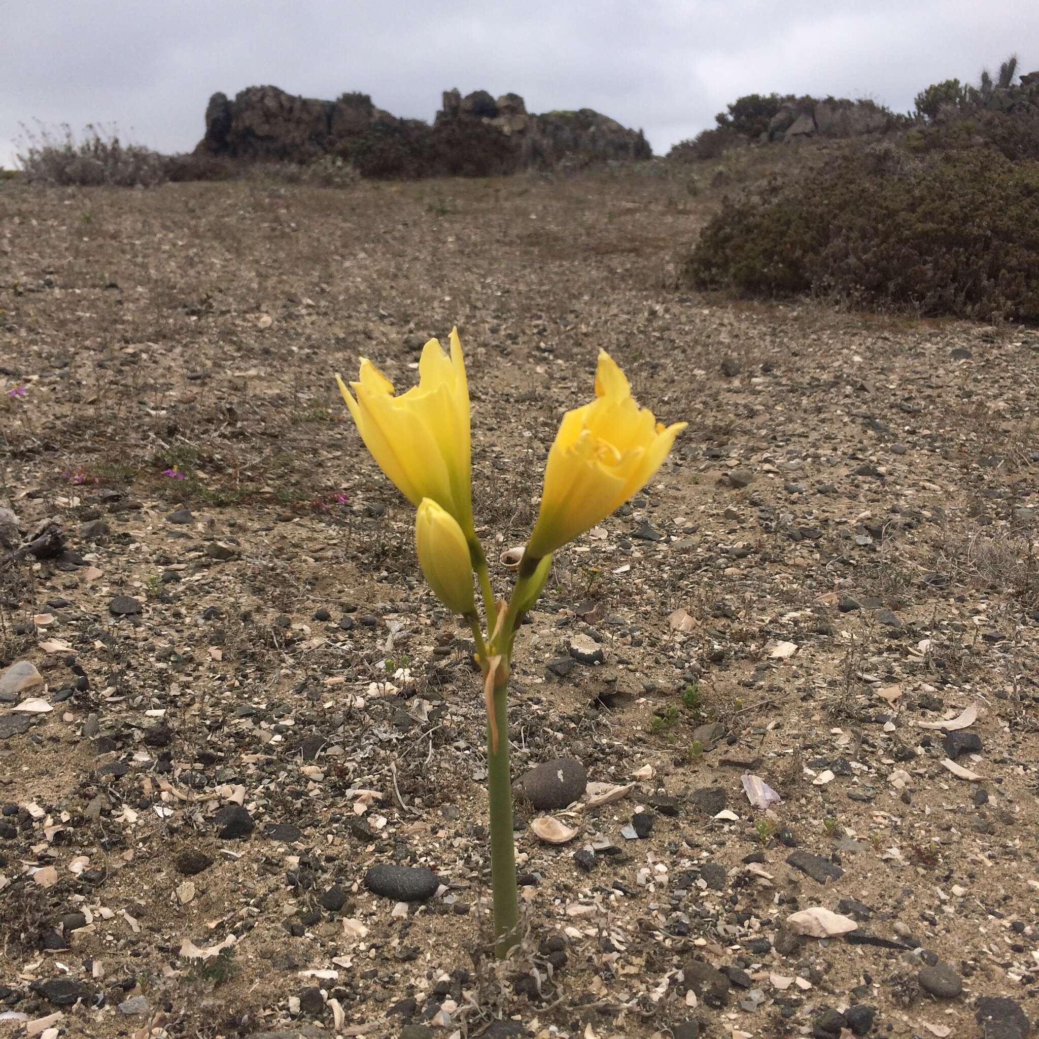 Imagem de Zephyranthes bagnoldii