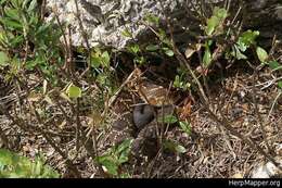 Image of Crotalus molossus nigrescens Gloyd 1936