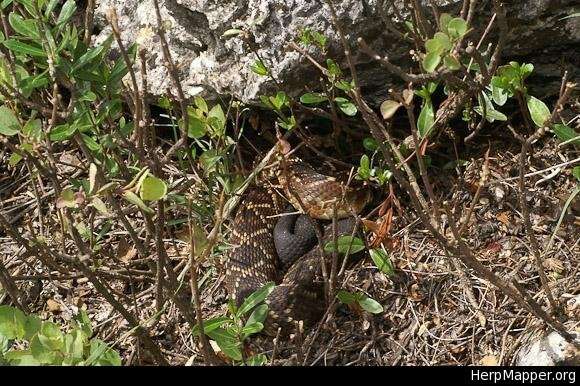 Image of Crotalus molossus nigrescens Gloyd 1936